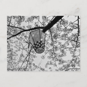 Japanese Cherry Blossom and Lantern Postcard