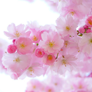 Japanese Cherry Blossom Party Supplies Zazzle Ca