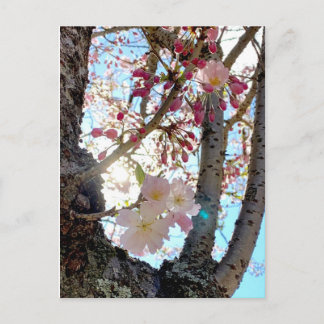 Japanese cherry blossom postcard 日本の桜　（思川桜）