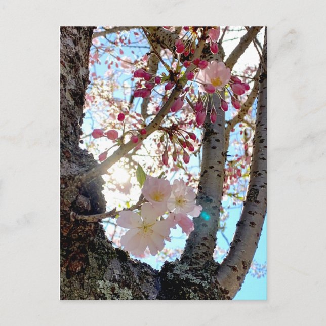 Japanese cherry blossom postcard 日本の桜　（思川桜） (Front)