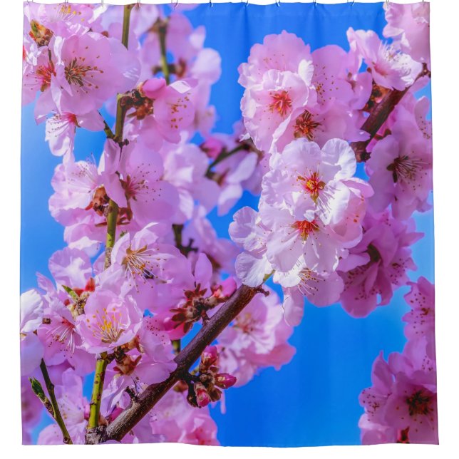 Japanese Cherry Blossoms 13    (Front)