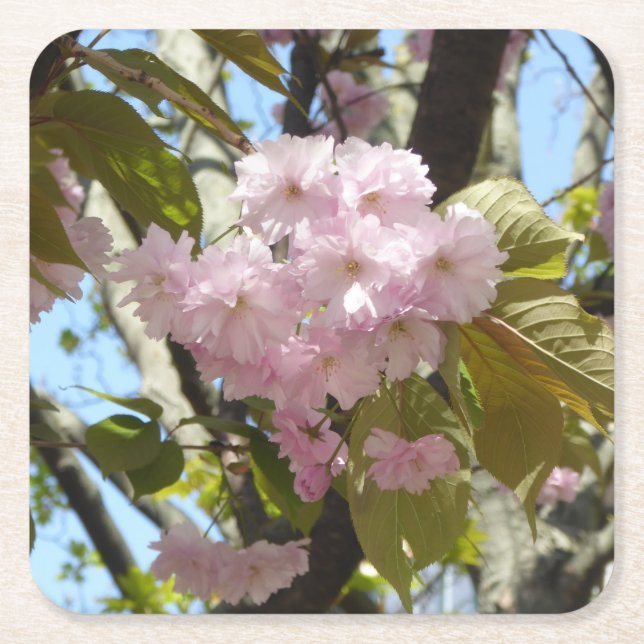 Japanese Cherry Blossoms Photo Square Paper Coaster (Front)