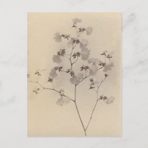 Japanese cherry blossoms post card
