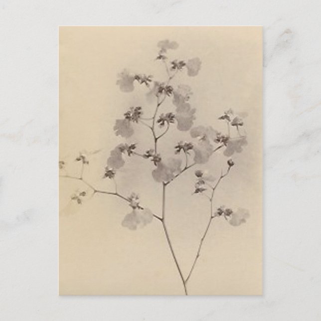 Japanese cherry blossoms post card (Front)