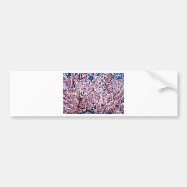 Japanese cherry Flower Bumper Sticker (Front)