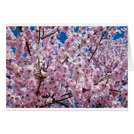 Japanese cherry Flower Card