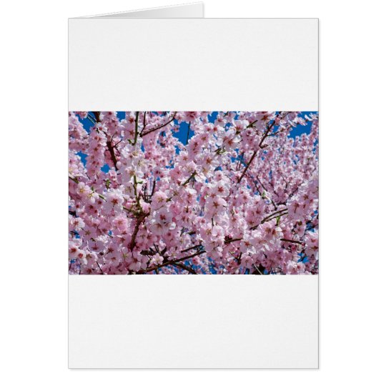 Japanese cherry Flower Card