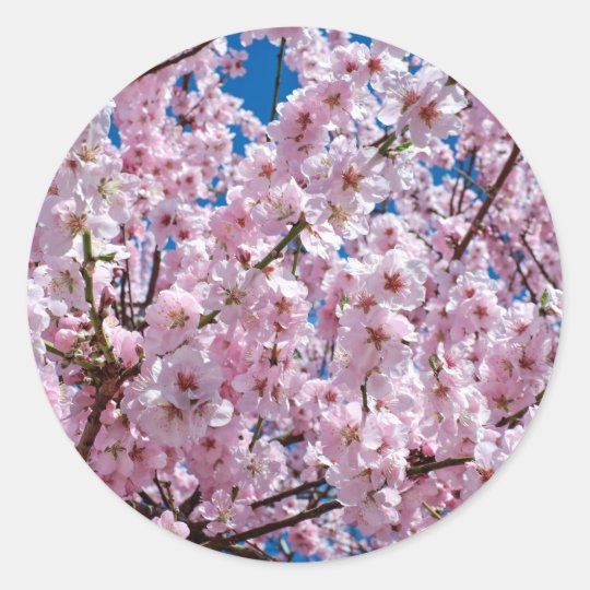 Japanese cherry Flower Classic Round Sticker