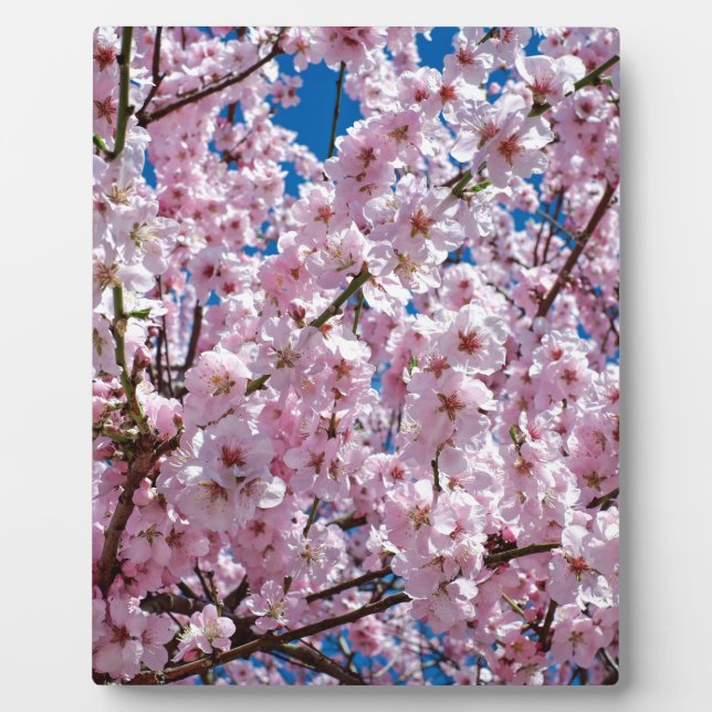 Japanese cherry Flower Plaque (Front)