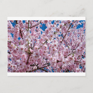 Japanese cherry Flower Postcard