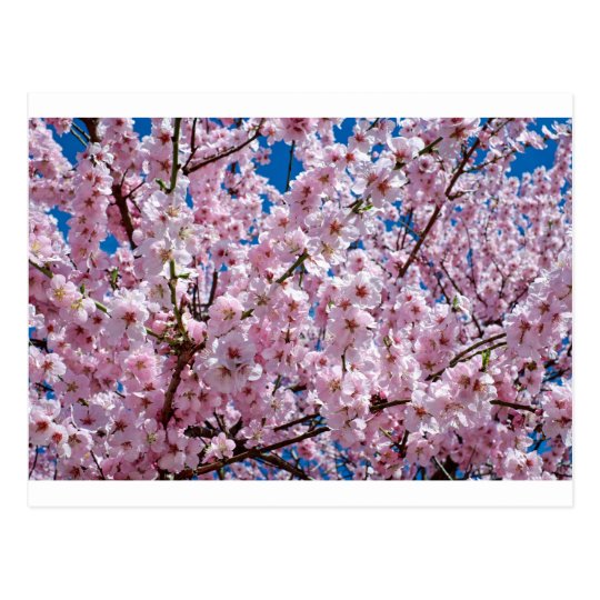 Japanese cherry Flower Postcard