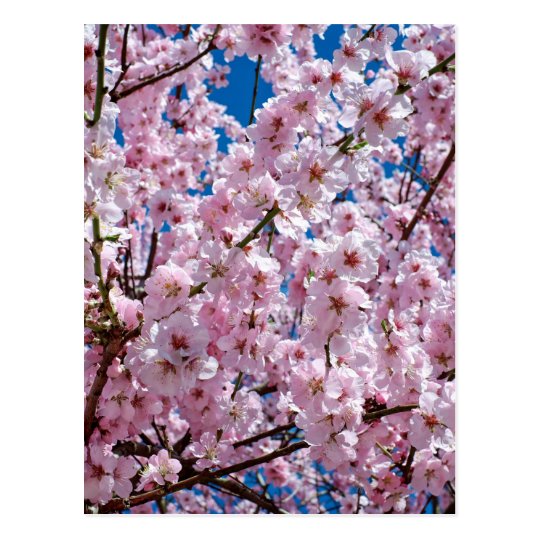 Japanese cherry Flower Postcard