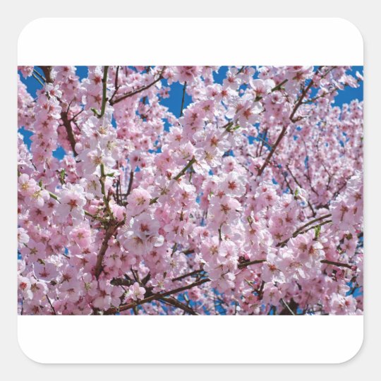 Japanese cherry Flower Square Sticker