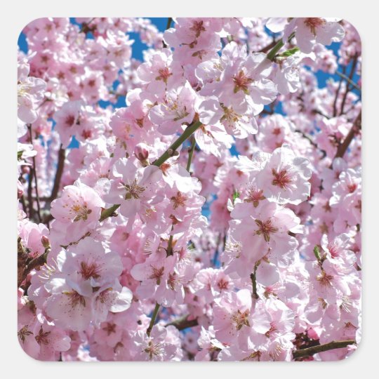 Japanese cherry Flower Square Sticker