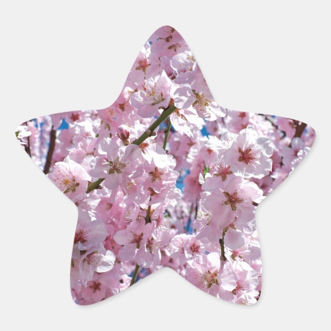 Japanese cherry Flower Star Sticker (Front)