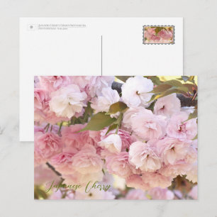 Japanese Cherry Postcard