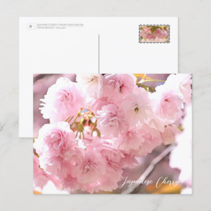 Japanese Cherry Postcard