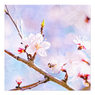 Japanese Cherry - Sakura In Bloom Photo Print