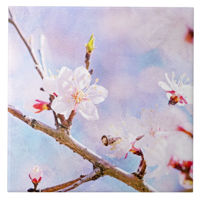 Japanese Cherry - Sakura In Bloom Tile (Front)