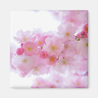 Japanese Cherry Tree Blossom