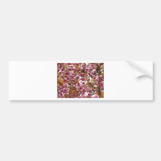 Japanese Cherry Trees Bumper Sticker