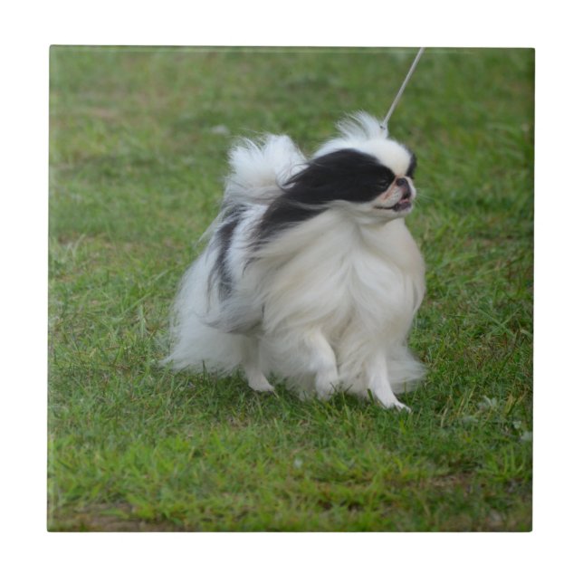 Japanese Chin Tile (Front)