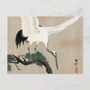 Japanese Crane on Branch of Pine, 1900-1930 Postcard