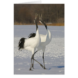 Japanese Cranes dancing on snow