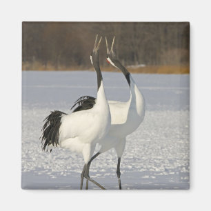 Japanese Cranes dancing on snow Magnet