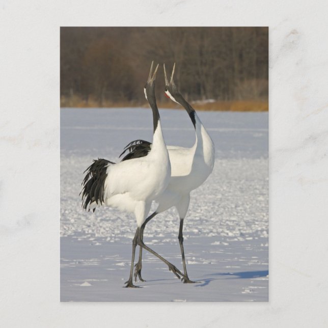 Japanese Cranes dancing on snow Postcard (Front)