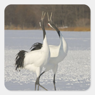 Japanese Cranes dancing on snow Square Sticker