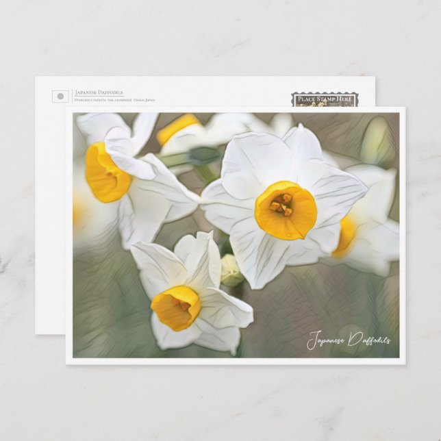 Japanese Daffodils Postcard (Front/Back)