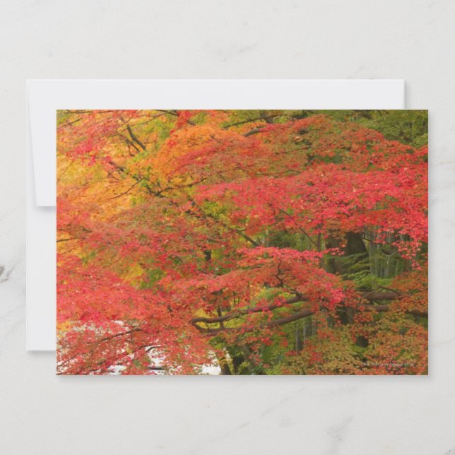 Japanese Fall Foliage (Front)