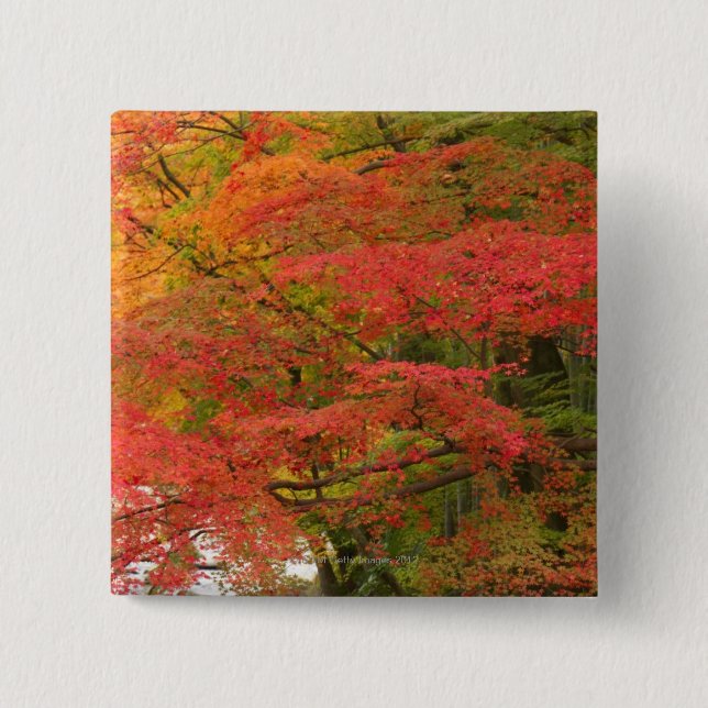 Japanese Fall Foliage 2 Inch Square Button (Front)