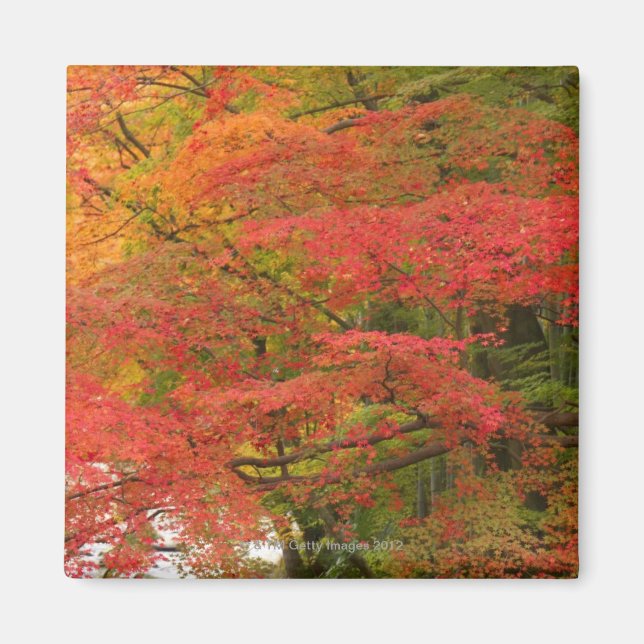 Japanese Fall Foliage Magnet (Front)
