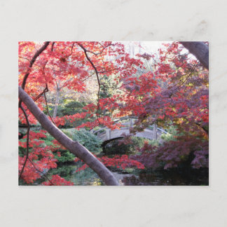 Japanese garden bridge behind red autumn maples postcard