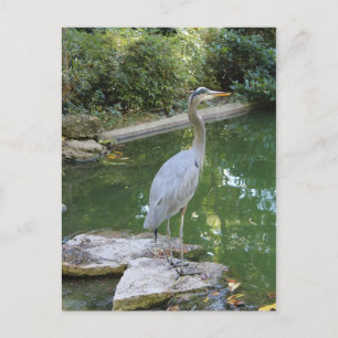 Japanese Garden in Fort Worth Texas # 130 Postcard