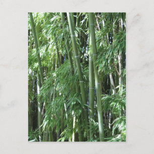 Japanese Garden in Fort Worth Texas # 55 Postcard
