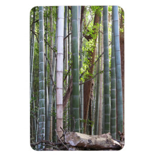 Japanese Giant Bamboo Forest, Sagano, Kyoto, Japan Magnet