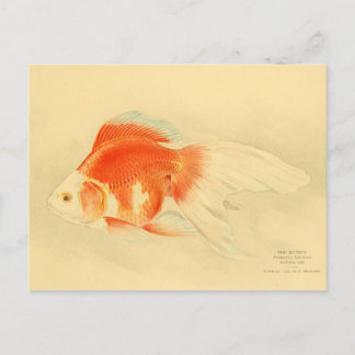 Japanese goldfish. The Ryukin. Postcard