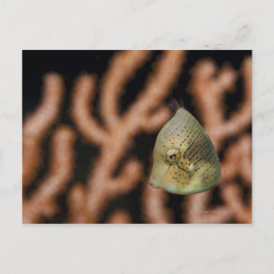 Japanese inflator filefish (Brachaluteres Postcard