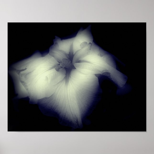 Japanese Iris Black And White High Contrast  Poster (Front)