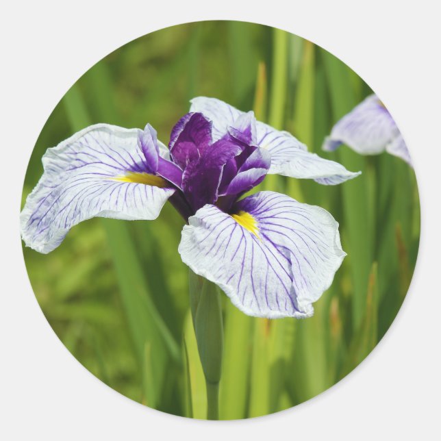 Japanese Iris Ensata Thunb Flowers Classic Round Sticker (Front)