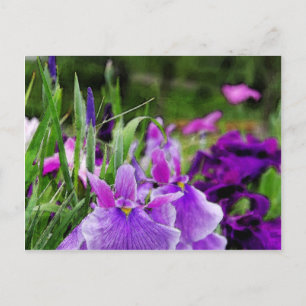 Japanese iris postcard
