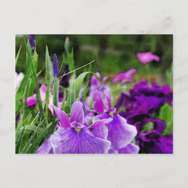 Japanese iris postcard (Front)