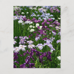Japanese Iris: Tokyo, Japan Postcard