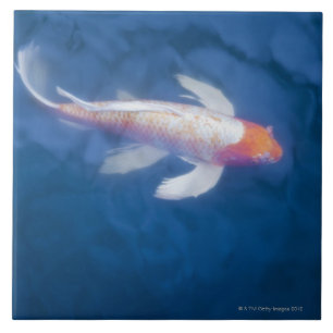 Japanese koi fish in pond, high angle view tile