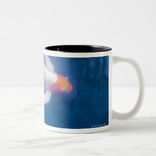 Japanese koi fish in pond, high angle view Two-Tone coffee mug