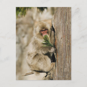 Japanese Macaque Climbing Tree, Eating Leaves Postcard
