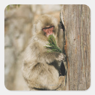 Japanese Macaque Climbing Tree, Eating Leaves Square Sticker